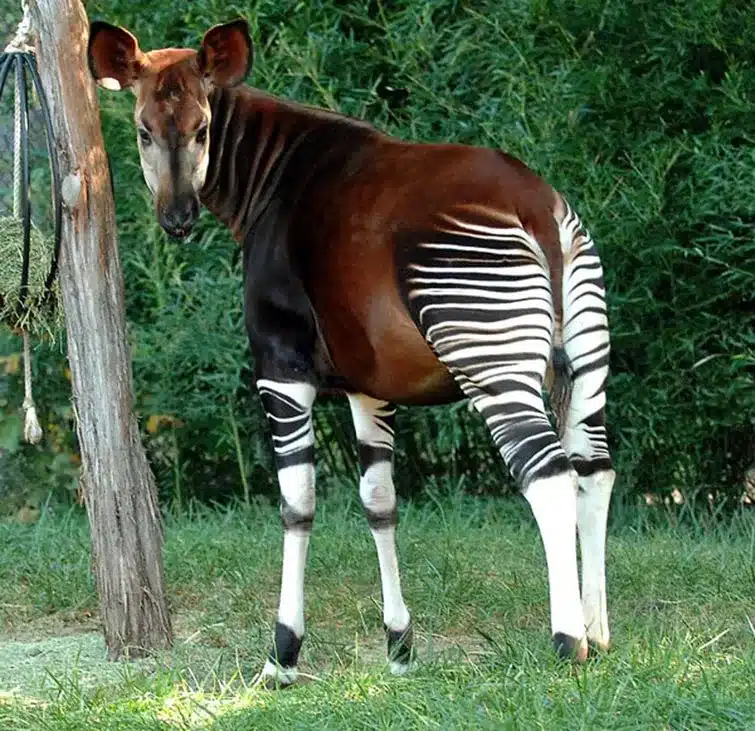Strange Animals