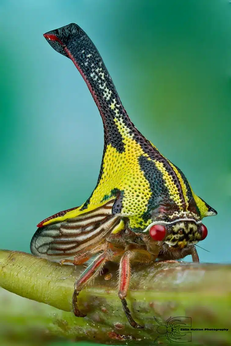 Strange Animals