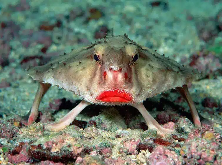 Strange Animals