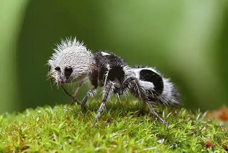 Strange Animals