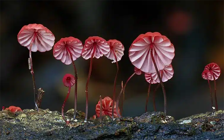 Mushroom World