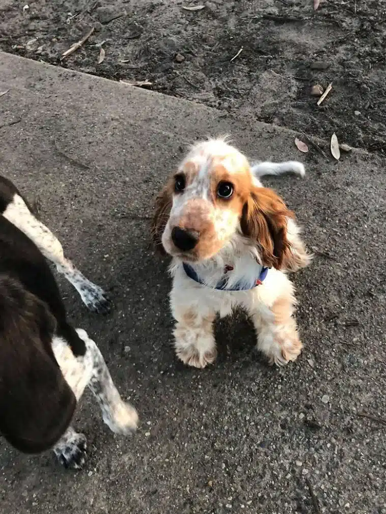 Dog Encounters