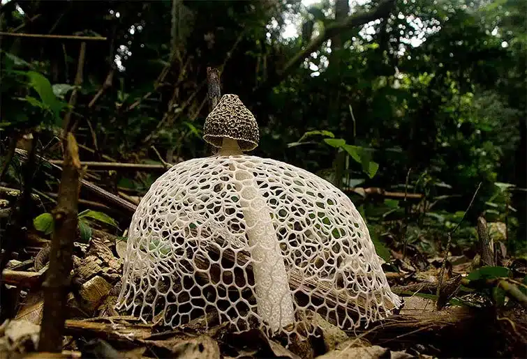 Mushroom World