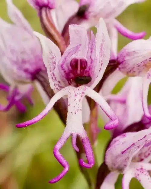 Botanical Beauties