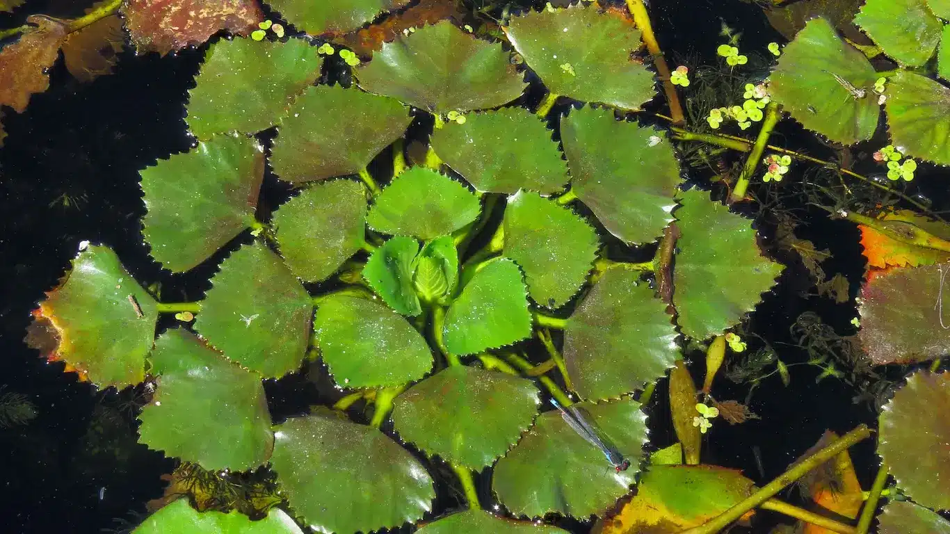Unusual Plants
