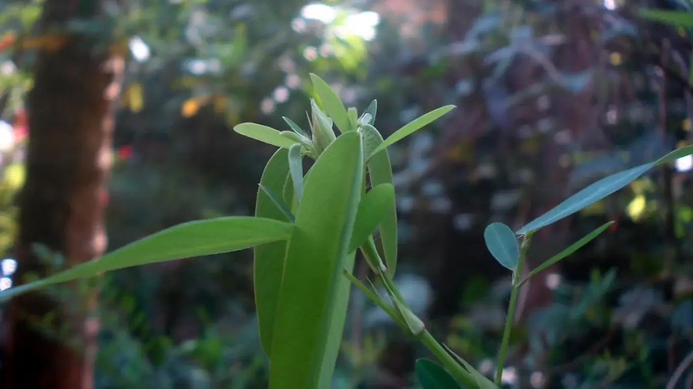 Unusual Plants