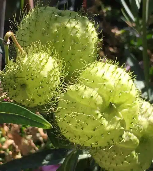 Botanical Beauties