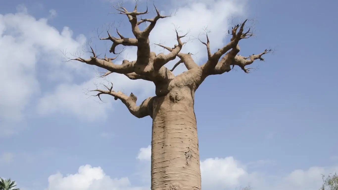 Unusual Plants