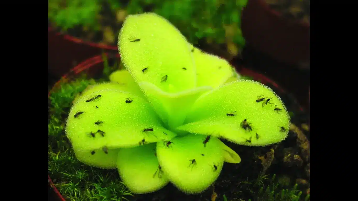 Unusual Plants