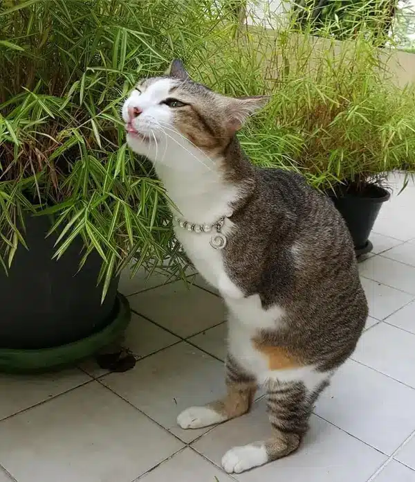 Front-Legless Cat