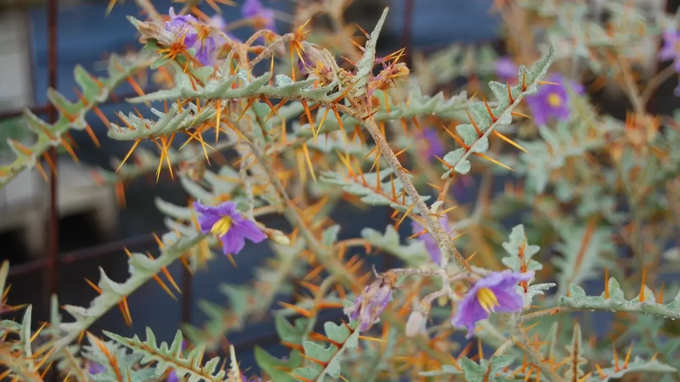 Unusual Plants