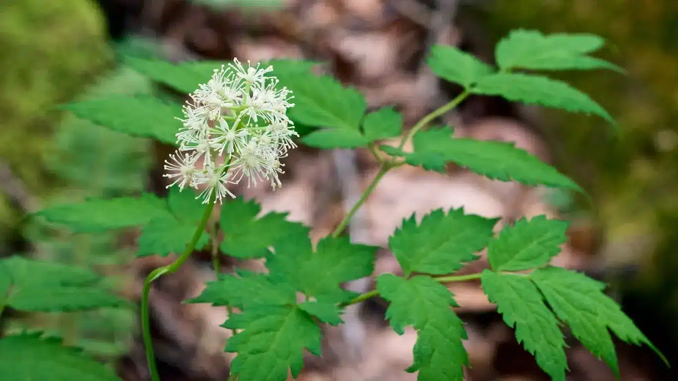 Unusual Plants