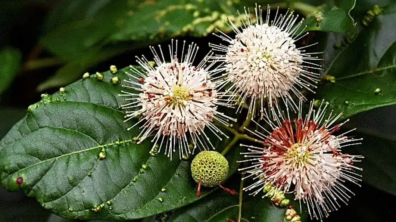 Unusual Plants