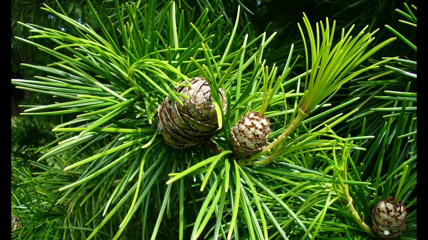 Unusual Plants