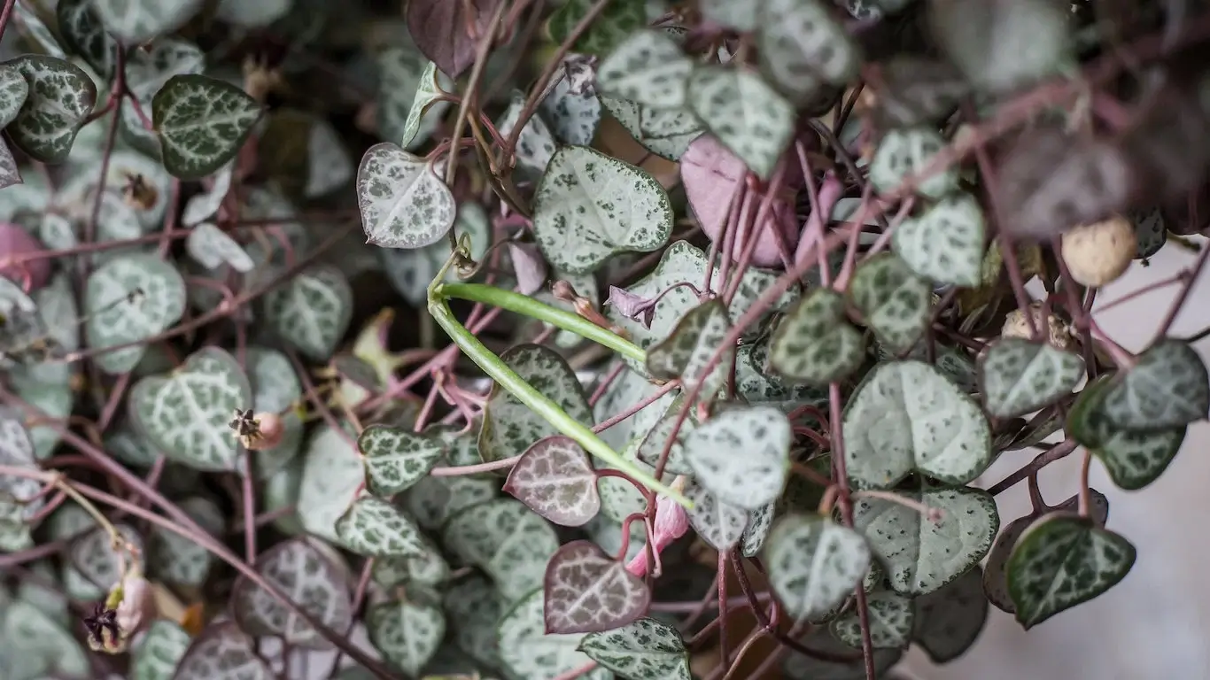 Unusual Plants