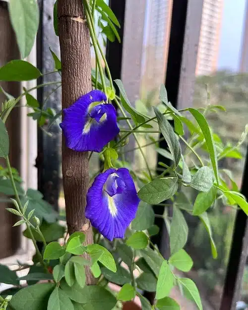 Botanical Beauties