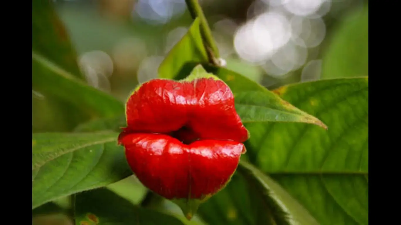 Unusual Plants