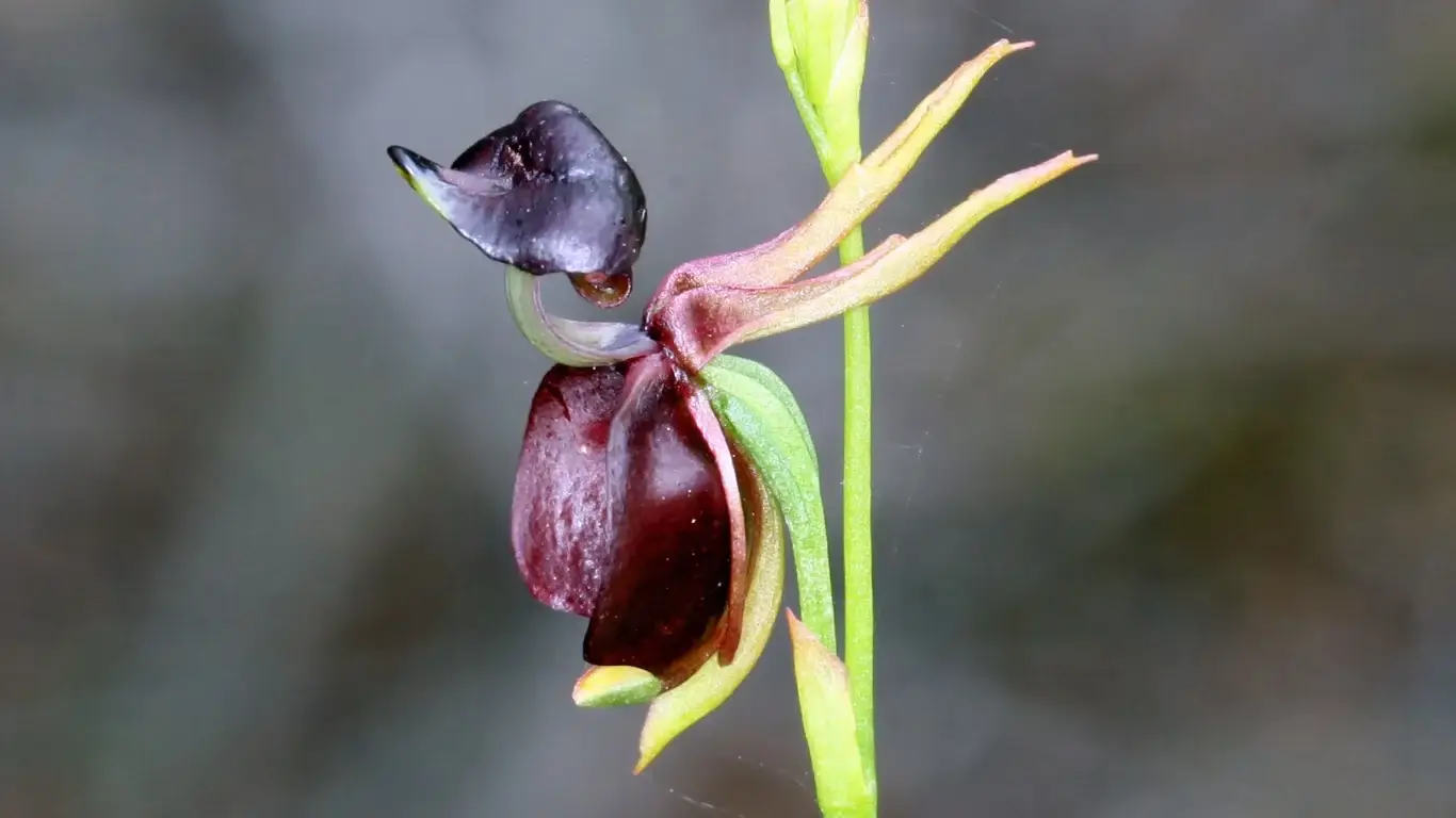 Unusual Plants