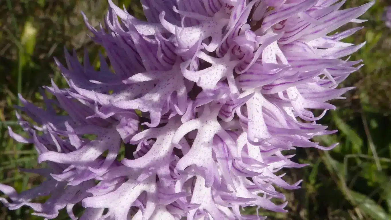 Unusual Plants