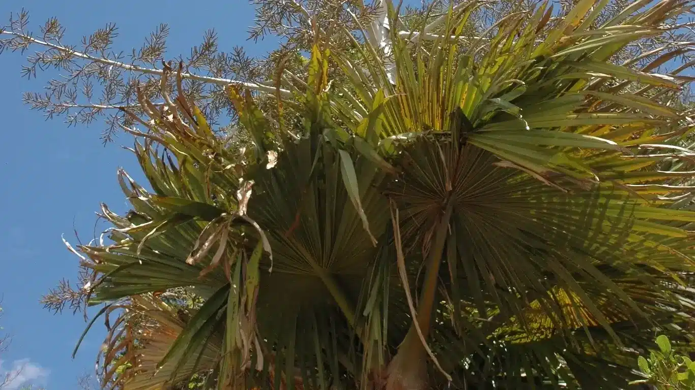 Unusual Plants