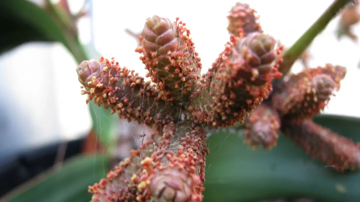 Unusual Plants