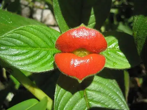 Botanical Beauties