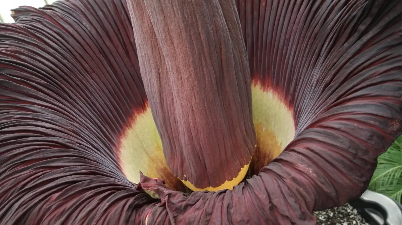 Unusual Plants