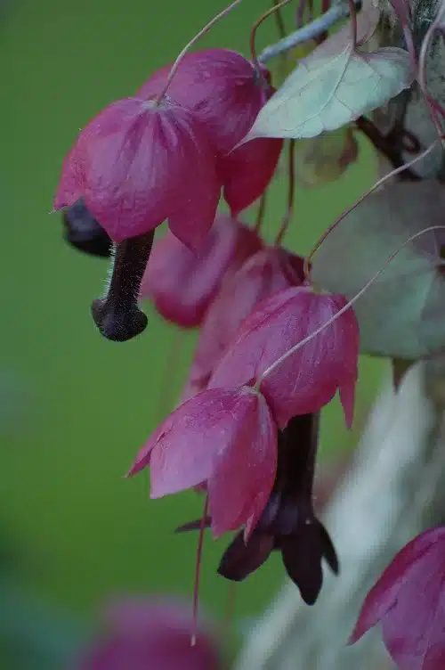 Botanical Beauties