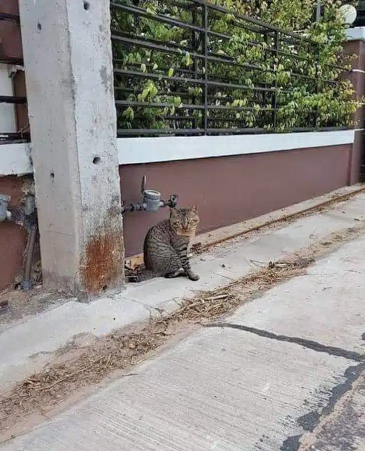Missing Cat