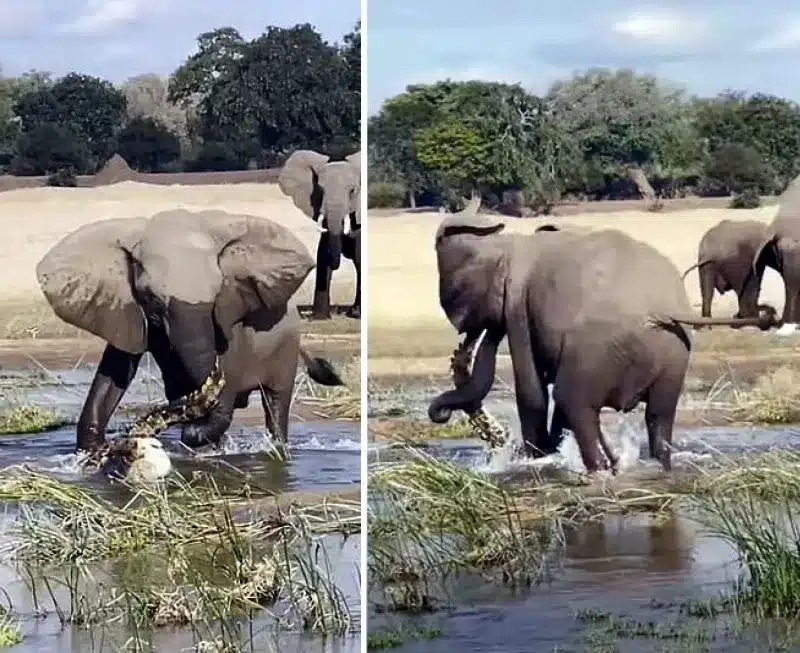 Mother Elephant