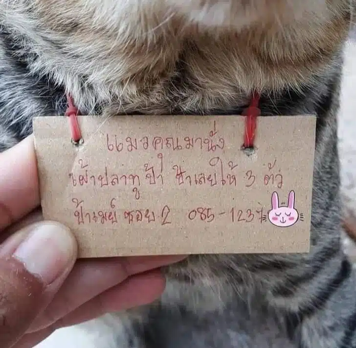 Missing Cat