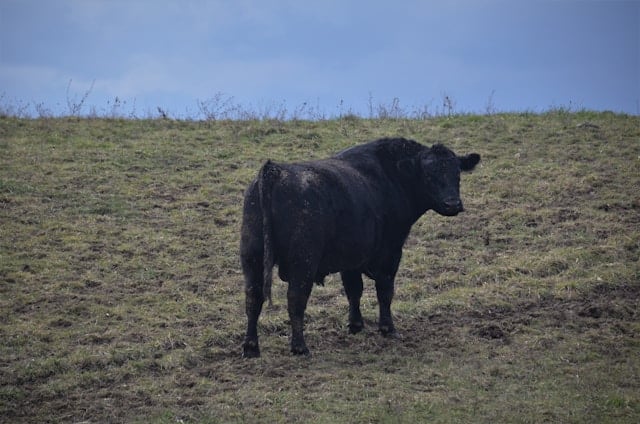 Farmer