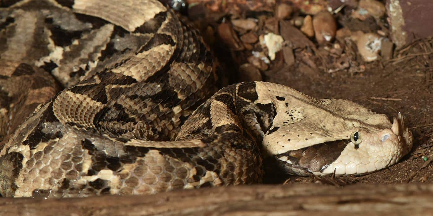 Gaboon Viper