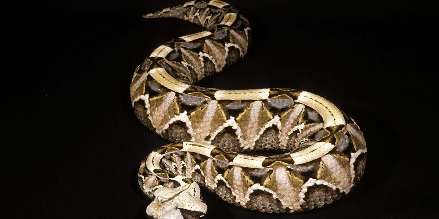 Gaboon Viper