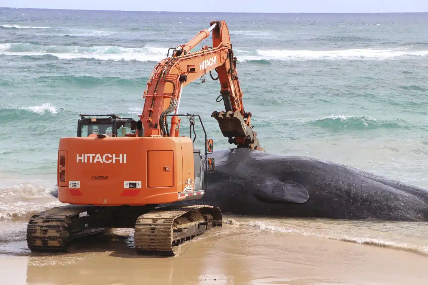 Sperm Whale