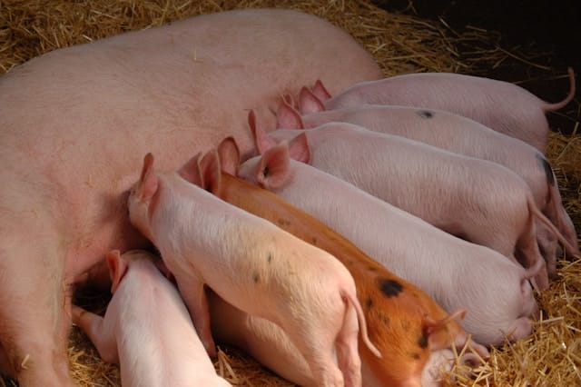 piglets