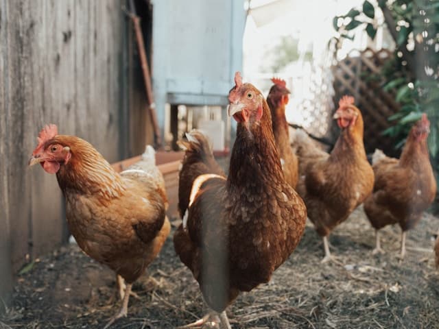 bird flu