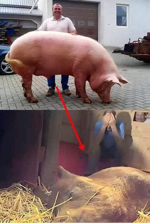 piglets