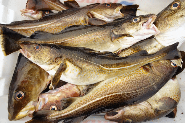 fish