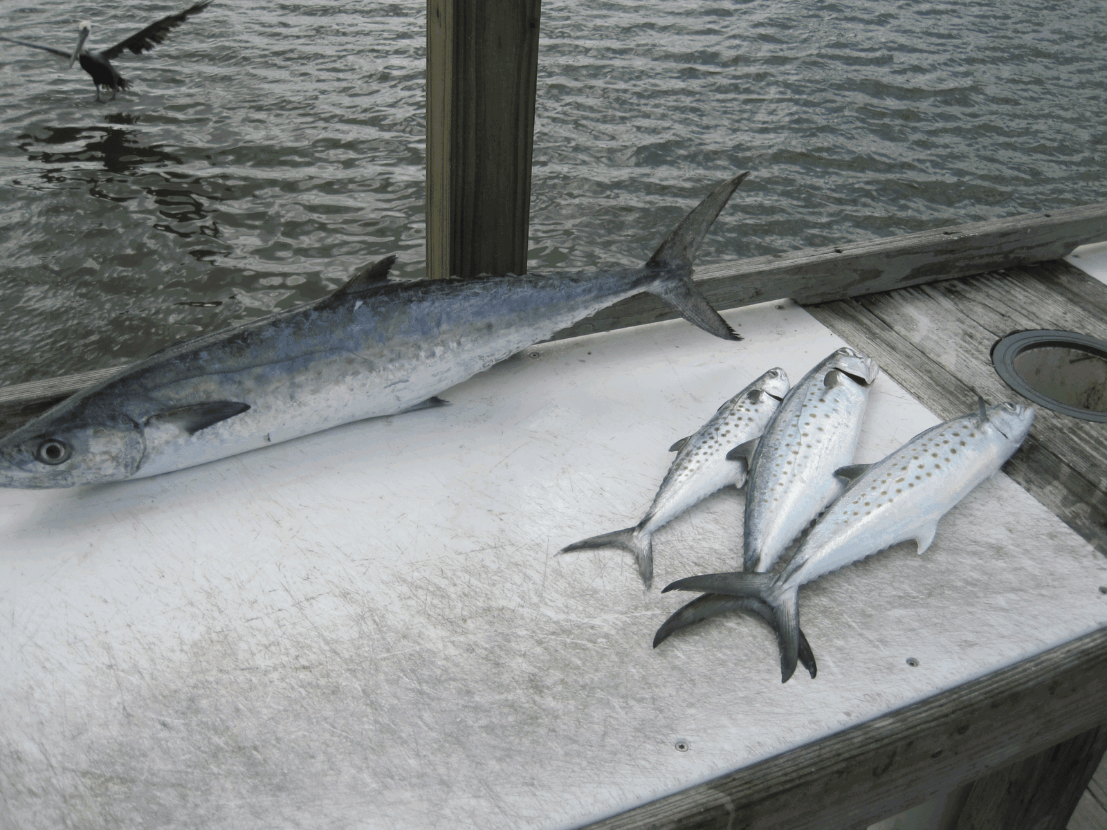 fish