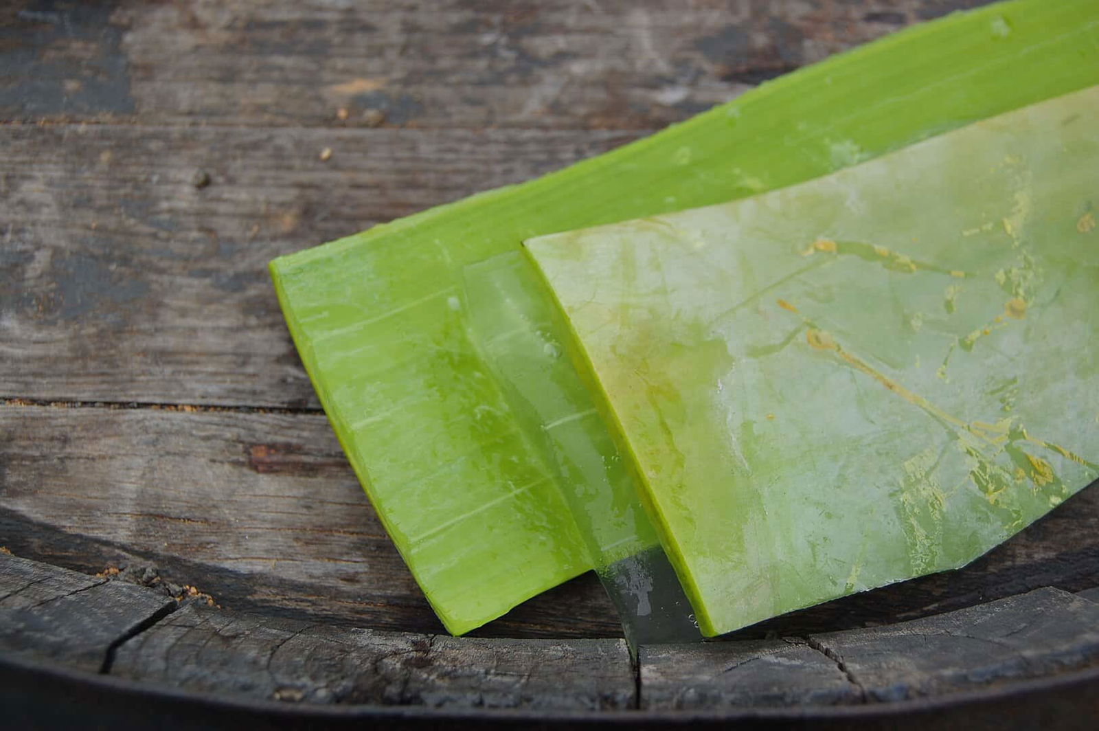 Aloe Vera