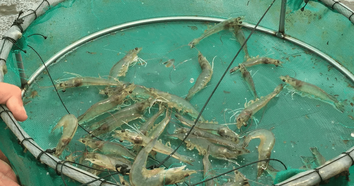fish