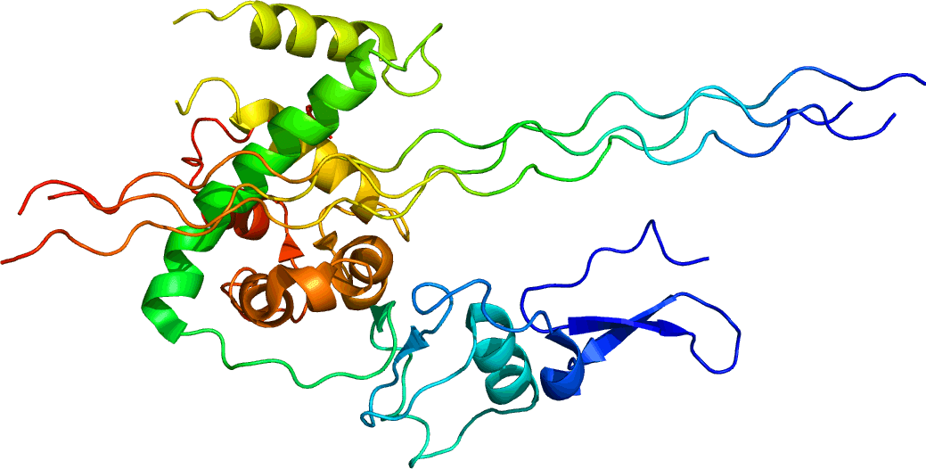 Type III Collagen