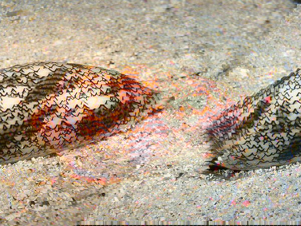 Cone Snail