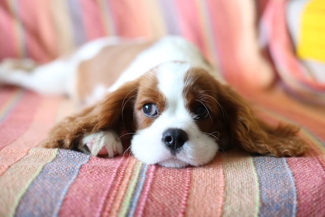 Dog