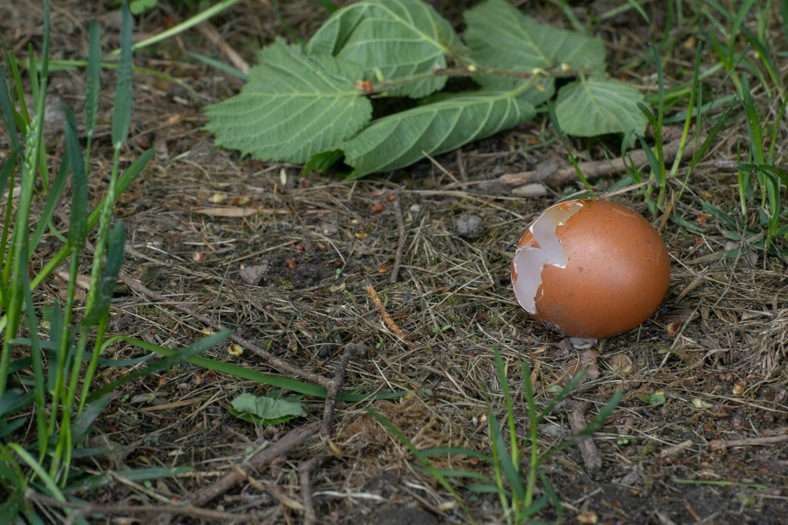 Eggshells