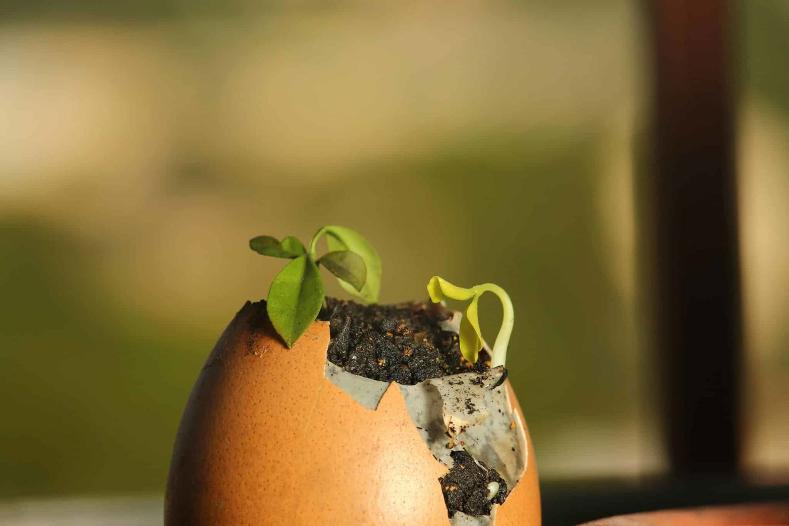 Eggshells