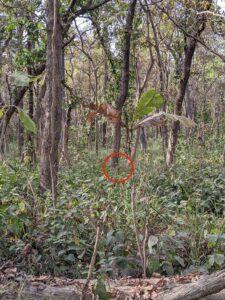 hidden tiger